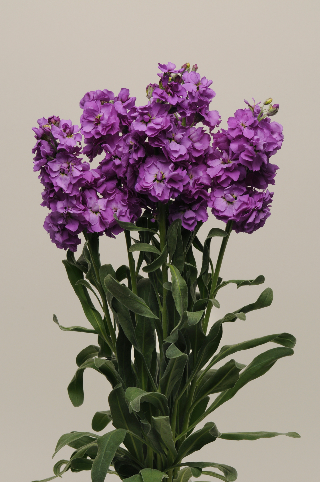 MATTHIOLA, KATZ BLUE, 100 semien