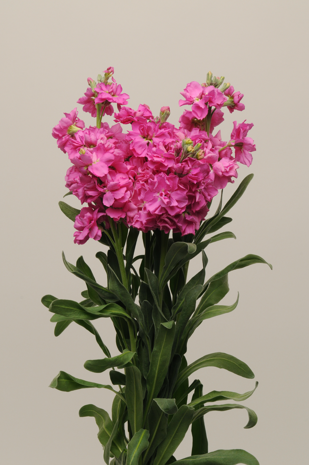 MATTHIOLA, KATZ ROSE BRIGHT, 20 semien