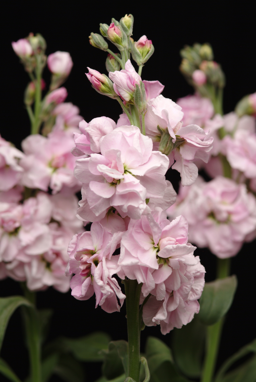 MATTHIOLA, KATZ CHERRY BLOSSOM, 20 semien