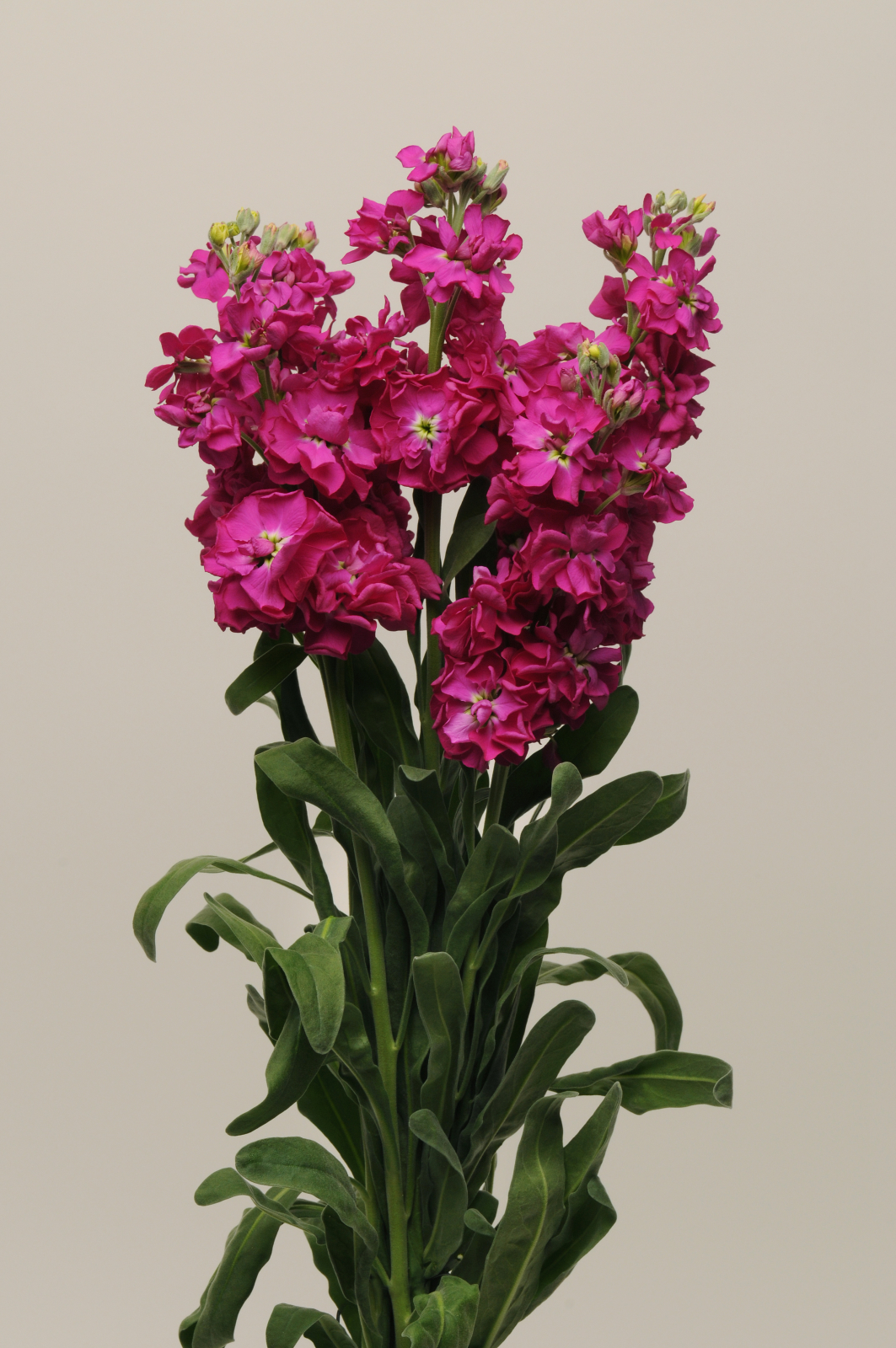 MATTHIOLA, KATZ CRIMSON, 100 semien