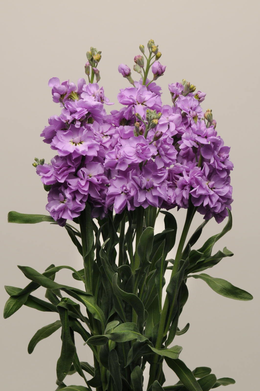 MATTHIOLA, KATZ LAVENDER BLUE, 100 semien
