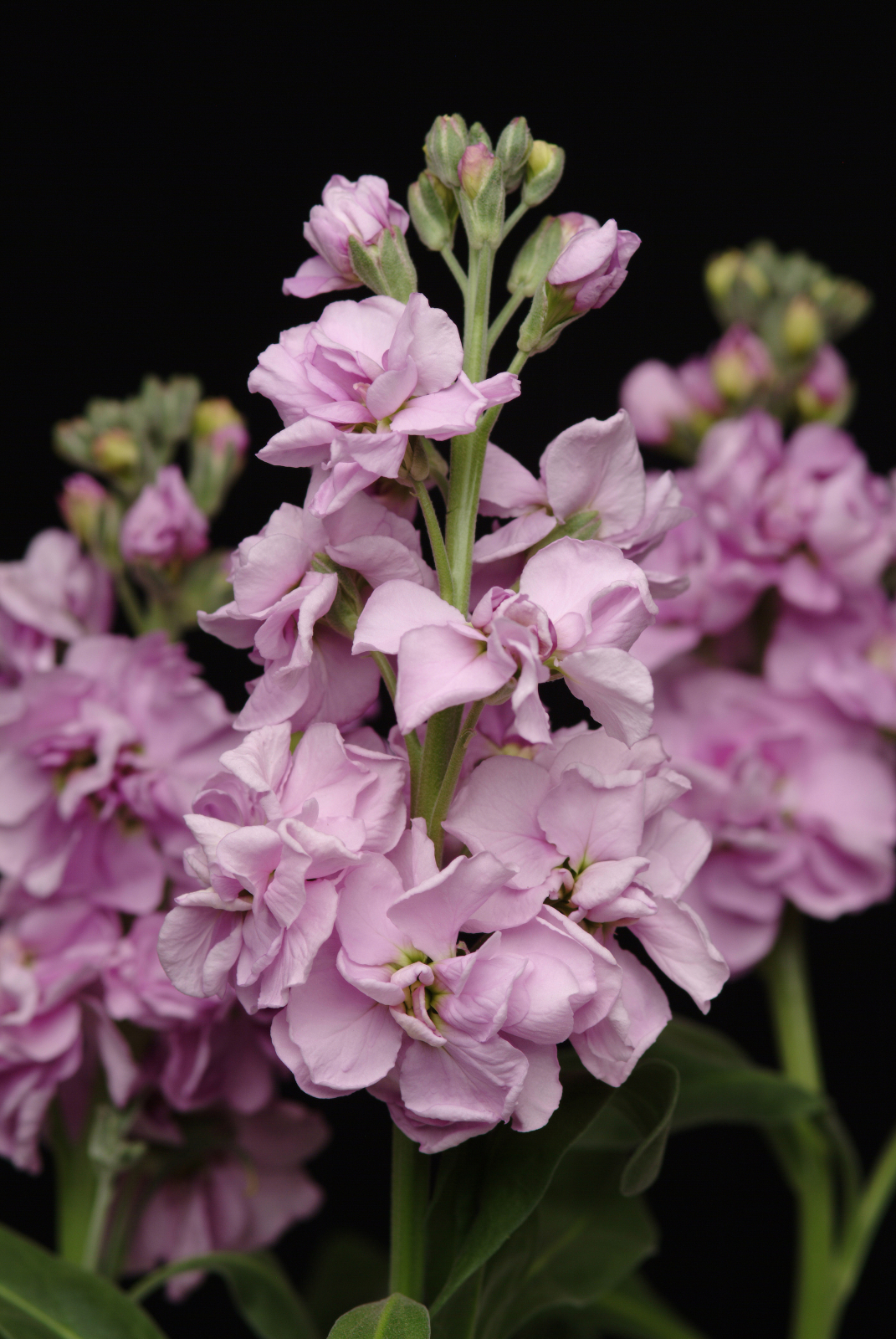 MATTHIOLA, KATZ LIGHT LAVENDER, 100 semien