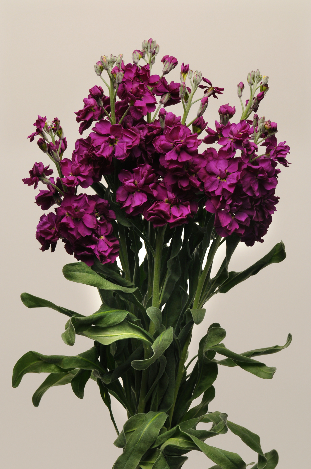 MATTHIOLA, KATZ PURPLE, 1000 semien