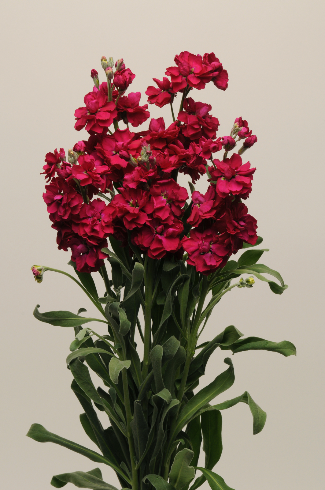 MATTHIOLA, KATZ RUBY, 100 semien