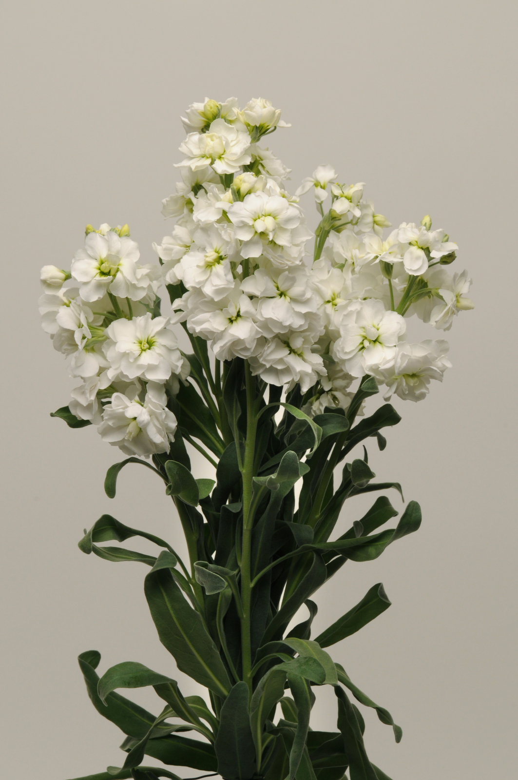 MATTHIOLA, KATZ WHITE, 1000 semien