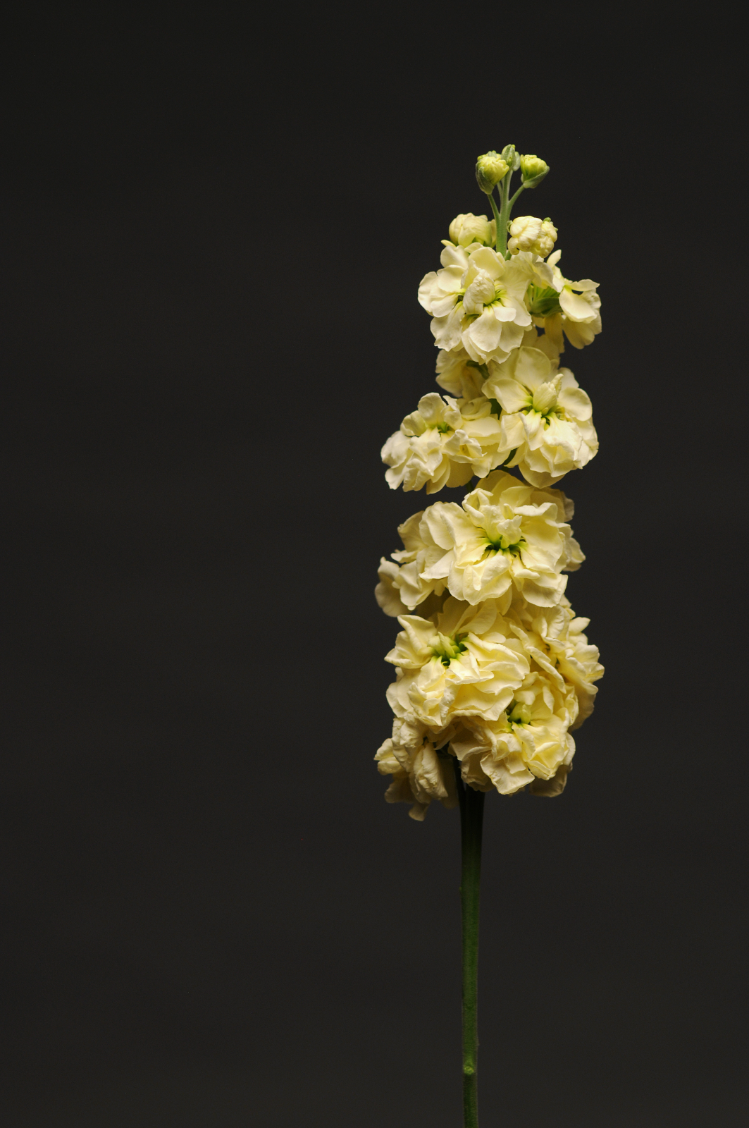 MATTHIOLA, KATZ YELLOW, 100 semien