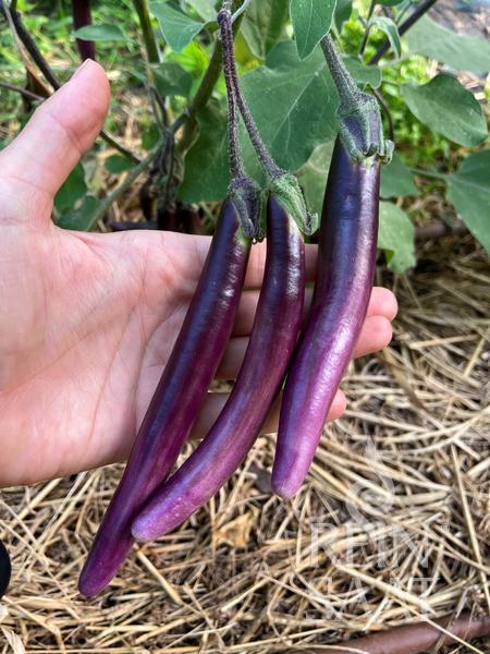 Baklažán Little Brinjal cca 25 semien