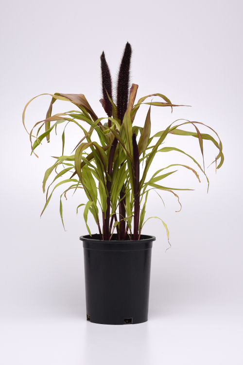 Ornamental Millet Pennisetum glaucum New Copper Prince F1 1000 semien