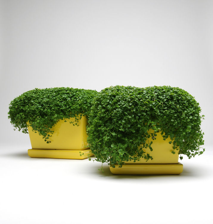 Ornamental Mint Corsica Mint Mentha requienii Mini Mint 100 semien