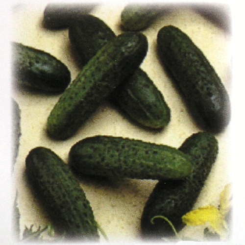 Uhorky nakladačky hruboostné, partenokarpické Mirabelle 100 semien