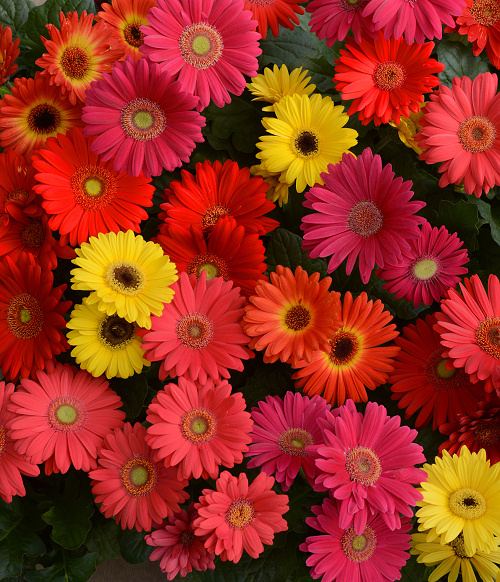 Gerbera jamesonii Colorbloom Mix 1000 semien