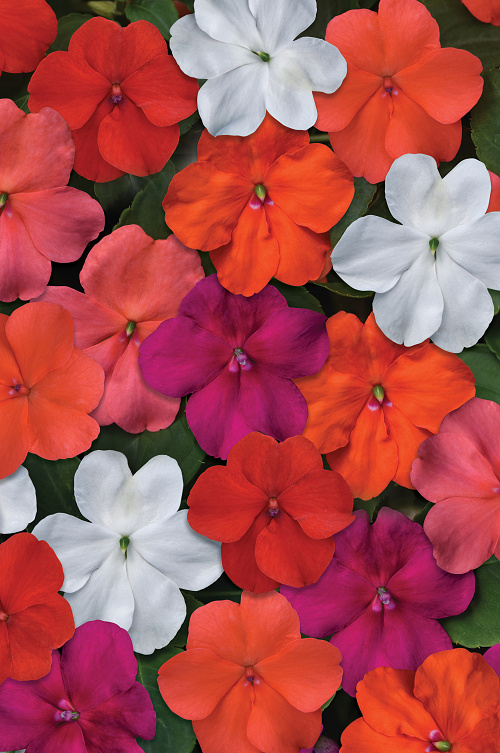 Impatiens walleriana Beacon Mix Select 1000 semien