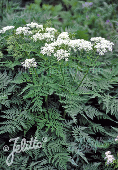 MYRRHIS odorata, Čechrica voňavá cca. 10 semien