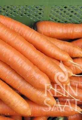 Mrkva Robila BIO 2,5 g