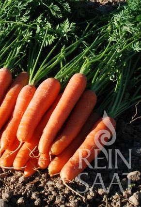 Mrkva skorá Dolciva BIO 2,5 g