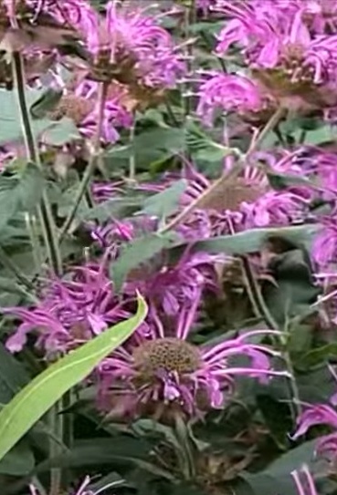 Monarda fistulosa Wild bergamot 10 g