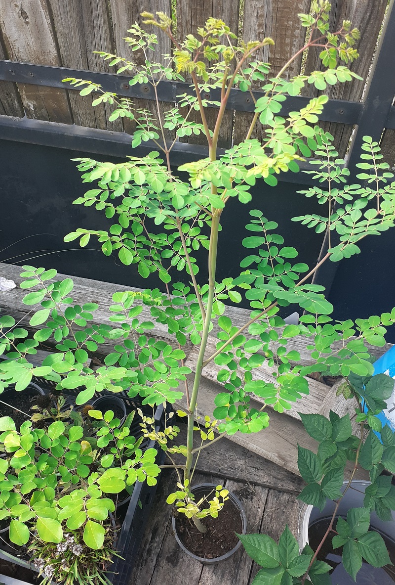 Moringa olejodarná (Moringa oleifera) profesionálne semená  10 semien