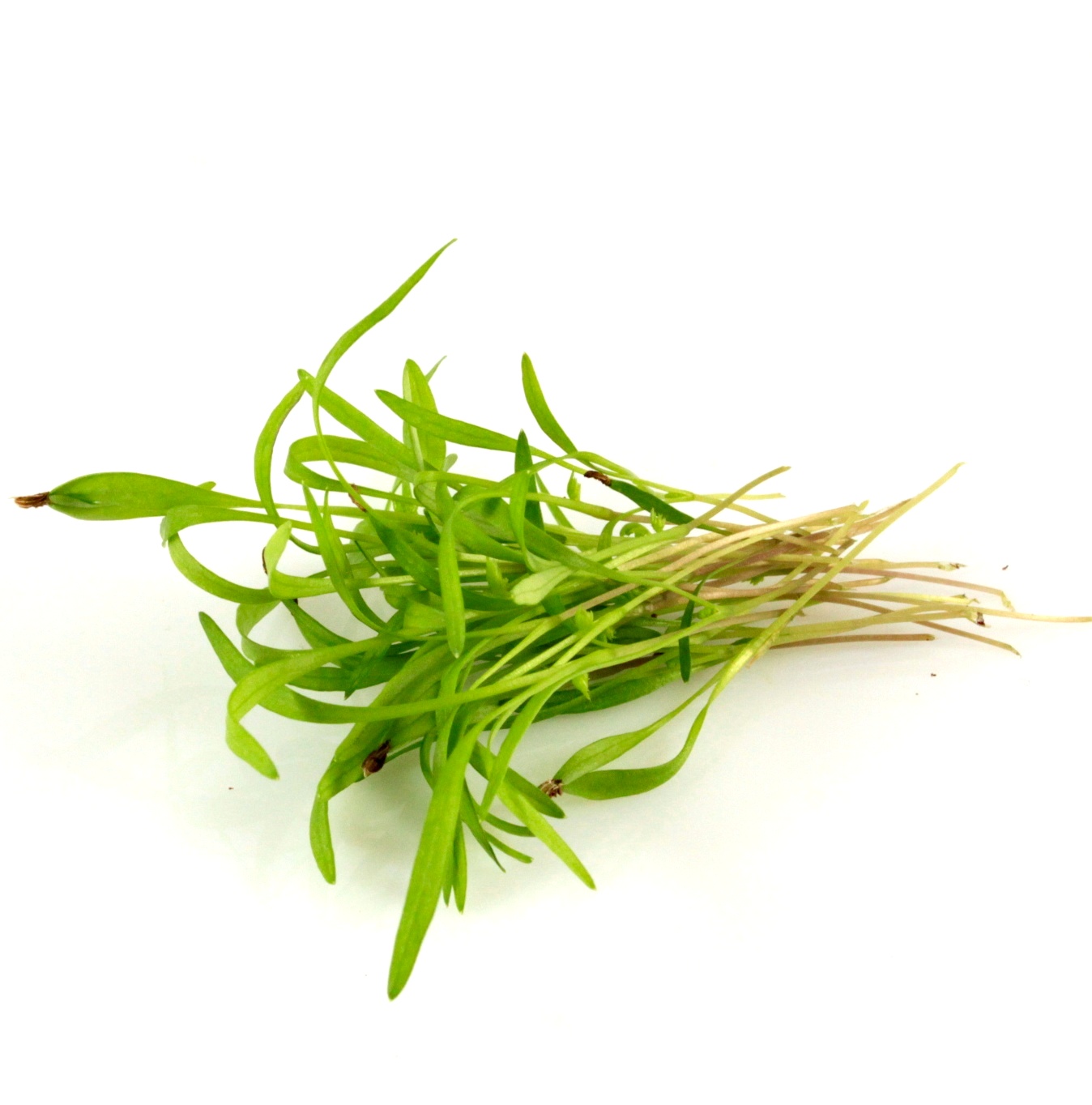 Mrkva semná na mikrozeleninu 100 g