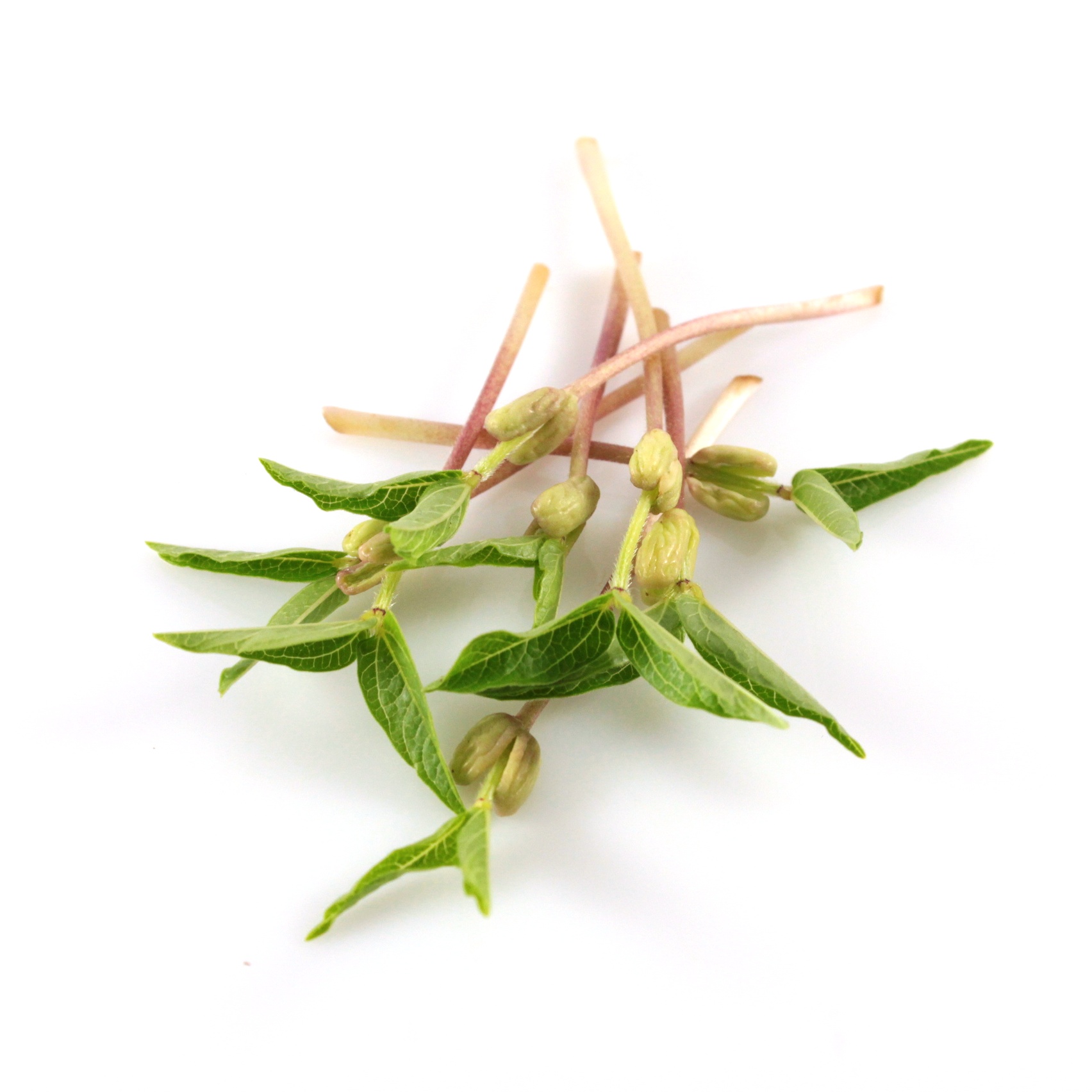 Mungo fazuľa Vigna radiata na microgreens 1 kg