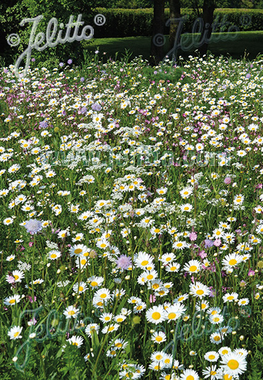 Kvetová zmes trvaliek pre záchranu včiel a motýlov bez tráv 100 g (na cca 50m2)