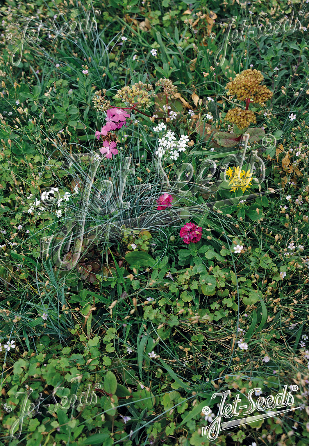 Zmes semien rozchodníkov rastlín a tráv pre zelené strechy cca 1 g