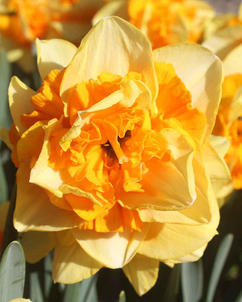 kvety, cibule kvetov, cibuloviny, kvetove cibulky, narcisy, narcis