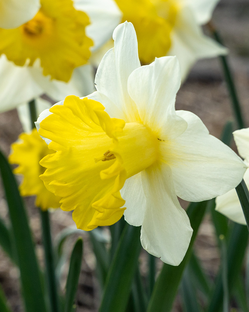 kvety, cibule kvetov, cibuloviny, kvetove cibulky, narcisy, narcis