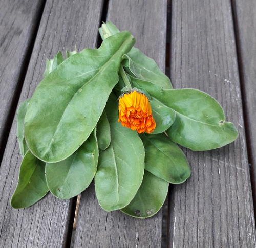 Nechtík Calendula officinalis 1 kg