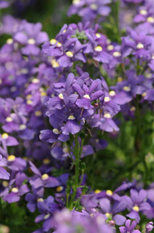 Nemesia foetans Poetry Series F1 Blue 1000 semien