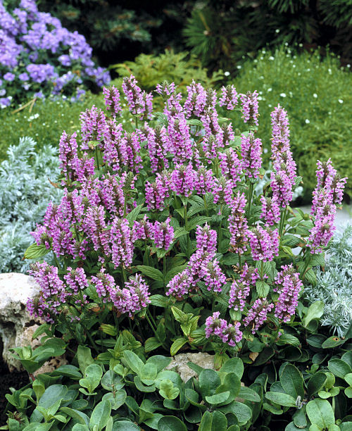 Nepeta nervosa Pink Cat 20 semien