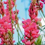 Vičinec vikolistý Onobrychis viciifolia 1 kg