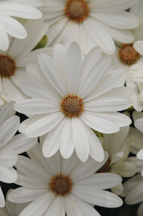 Osteospermum ecklonis Akila Series F1 Daysi White 1000 semien