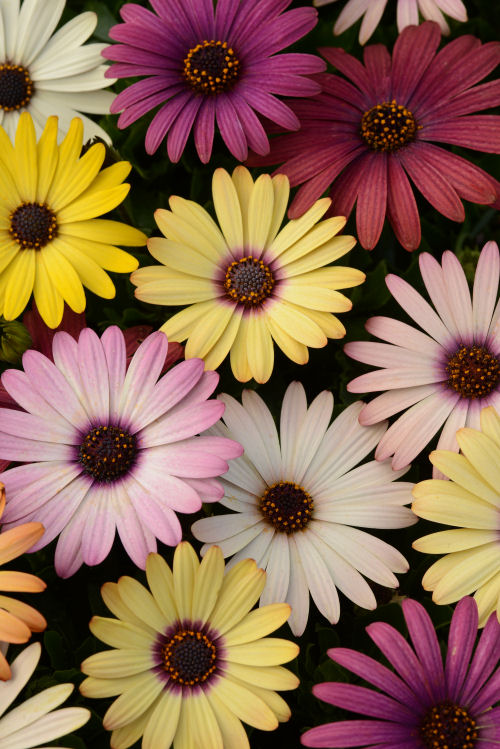 Osteospermum ecklonis Akila Series F1 Grand Canyon Mix 1000 semien