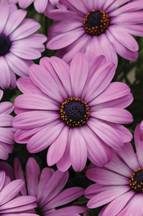 Osteospermum ecklonis Akila Series F1 Lavender Shades 1000 semien
