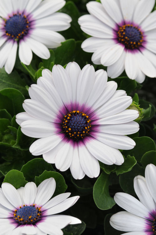Osteospermum ecklonis Akila Series F1 White Purple Eye 1000 semien