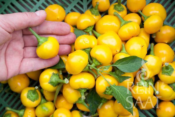Paprika pálivá Bonbon Pfefferoni BIO cca 30 semien
