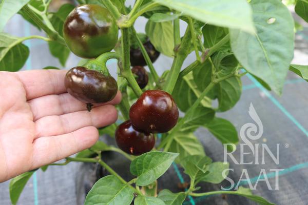 Paprika sladká Yola BIO cca 35 semien