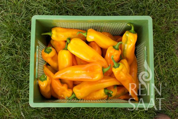 bio semená, semená papriky, bio paprika, žltá paprika, 