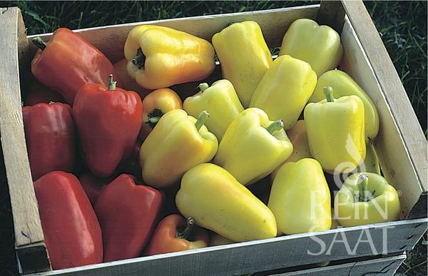 Paprika sladká Pusztagold cca 35 semien