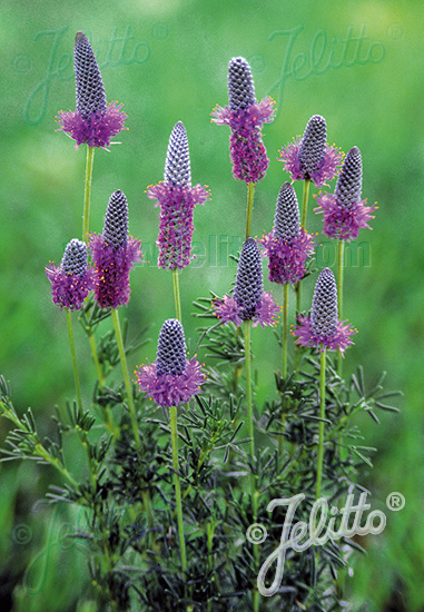 Dalea purpureum (PETALOSTEMON) 'Stephanie' cca. 20 semien