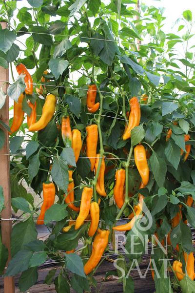 Paprika sladká Kasaya cca 20 semien