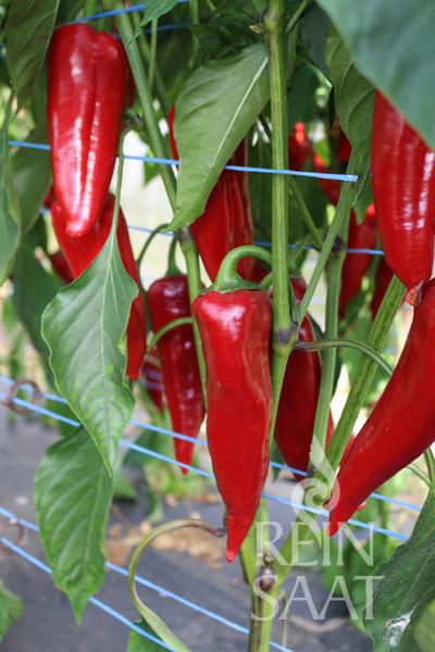 Paprika sladká Ajvarski cca 25 semien