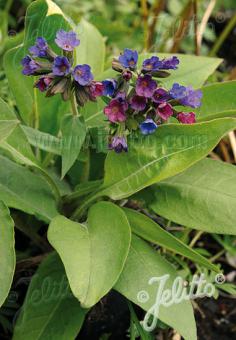 PULMONARIA officinalis (Pľúcnik lekársky ) cca. 20 semien