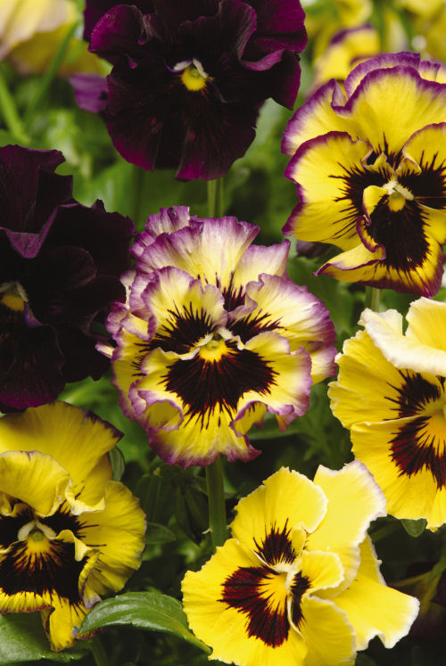 Ruffled Pansy Viola wittrockiana Fizzle Sizzle Lemonberry F1 1000 semien