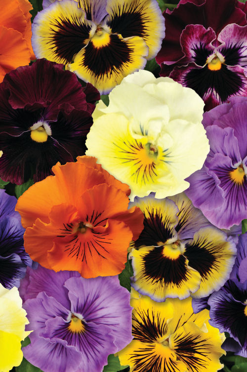 Ruffled Pansy Viola wittrockiana Fizzle Sizzle Series F1 Mix 1000 semien