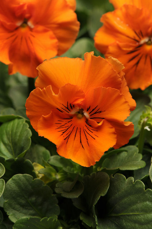 Ruffled Pansy Viola wittrockiana Fizzle Sizzle Series F1 Orange 1000 semien