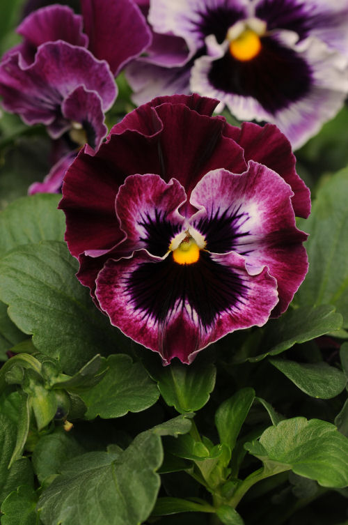 Ruffled Pansy Viola wittrockiana Fizzle Sizzle Series F1 Raspberry 1000 semien