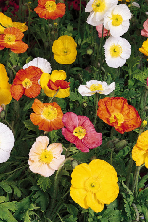 Papaver nudicaule Champagne Bubbles Series F1 MIX 1000 semien