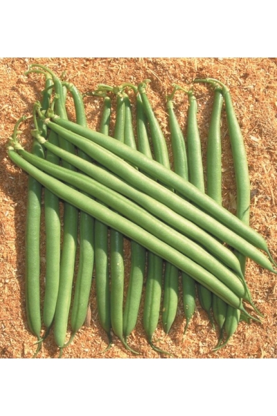 Fazuľa kríčková Paulista 1 kg