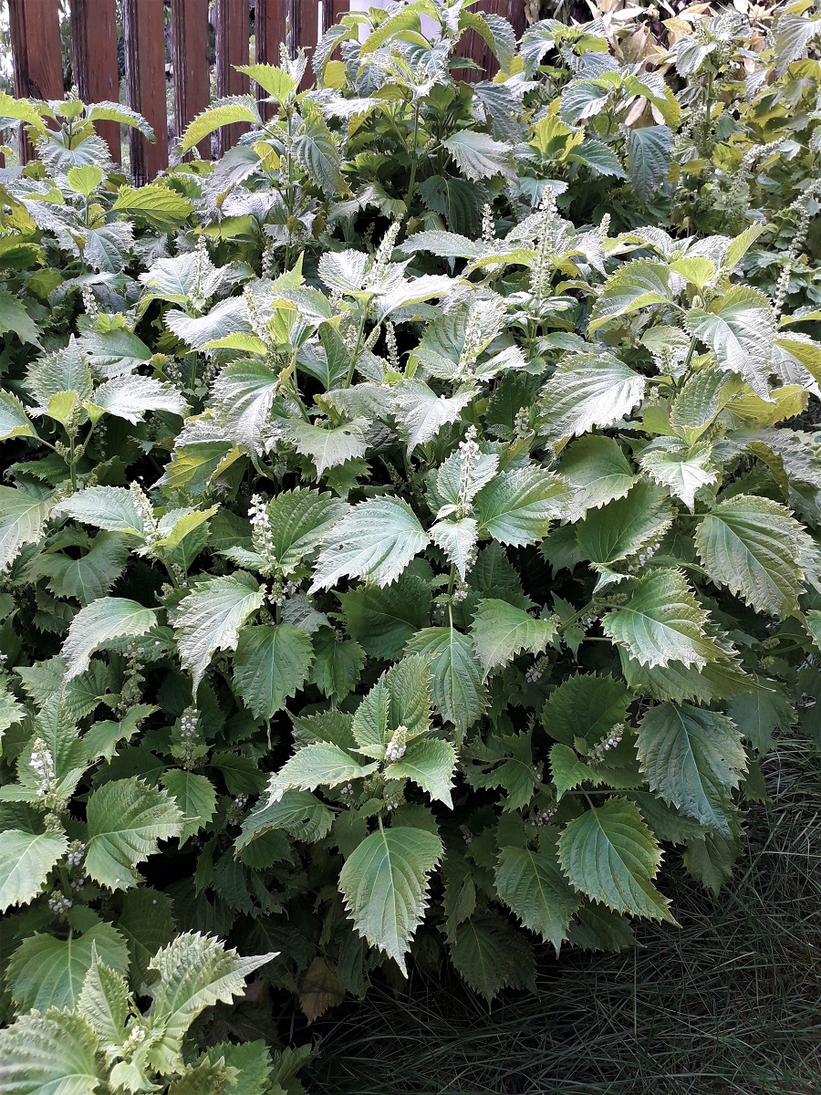 perila, perilla, shisho, semeá perily, perila semená,